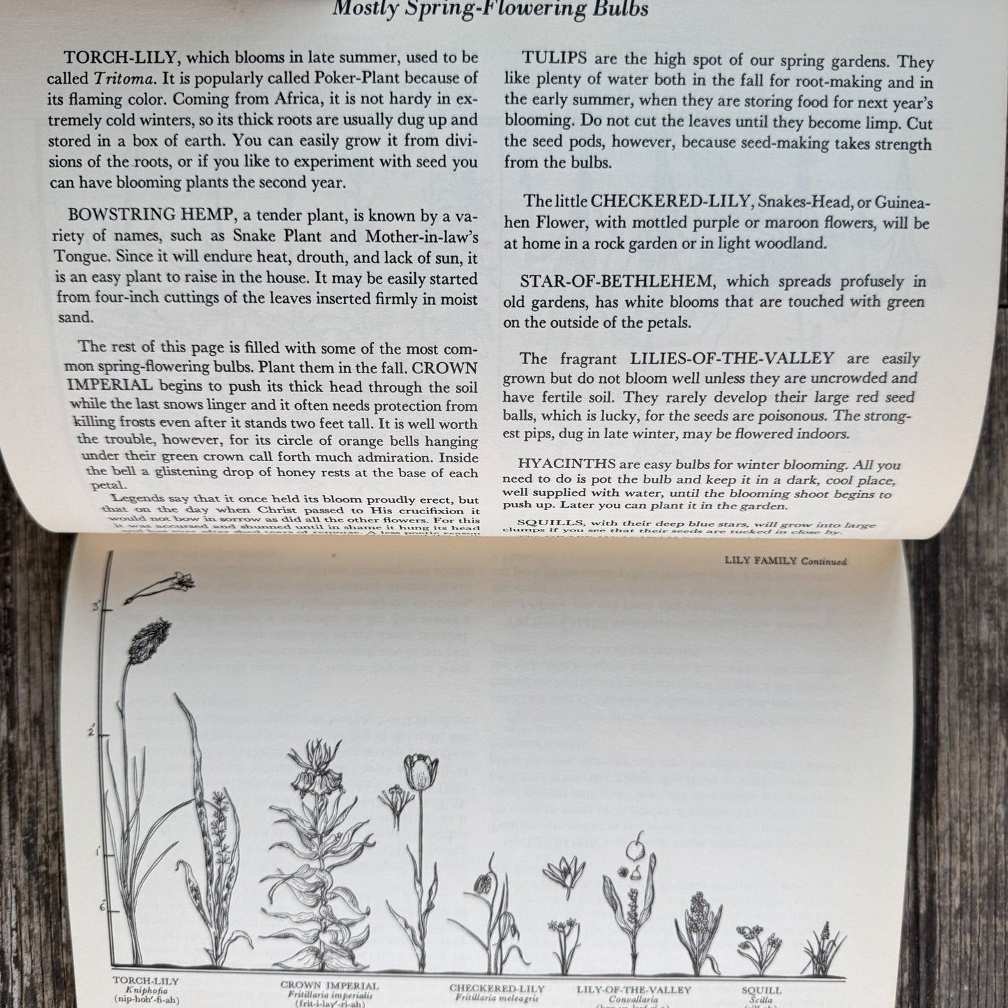 The Flower Family Album, Helen Field Fischer, 1941 - Pretty Old Books