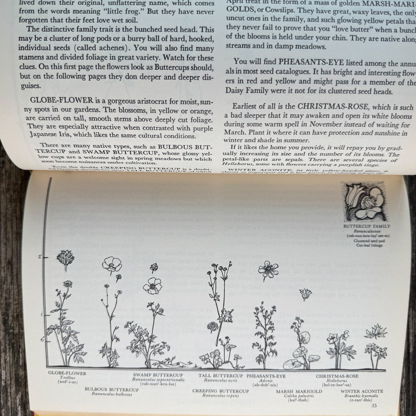 The Flower Family Album, Helen Field Fischer, 1941 - Pretty Old Books