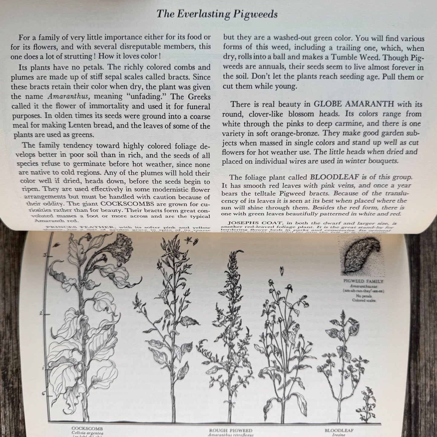 The Flower Family Album, Helen Field Fischer, 1941 - Pretty Old Books