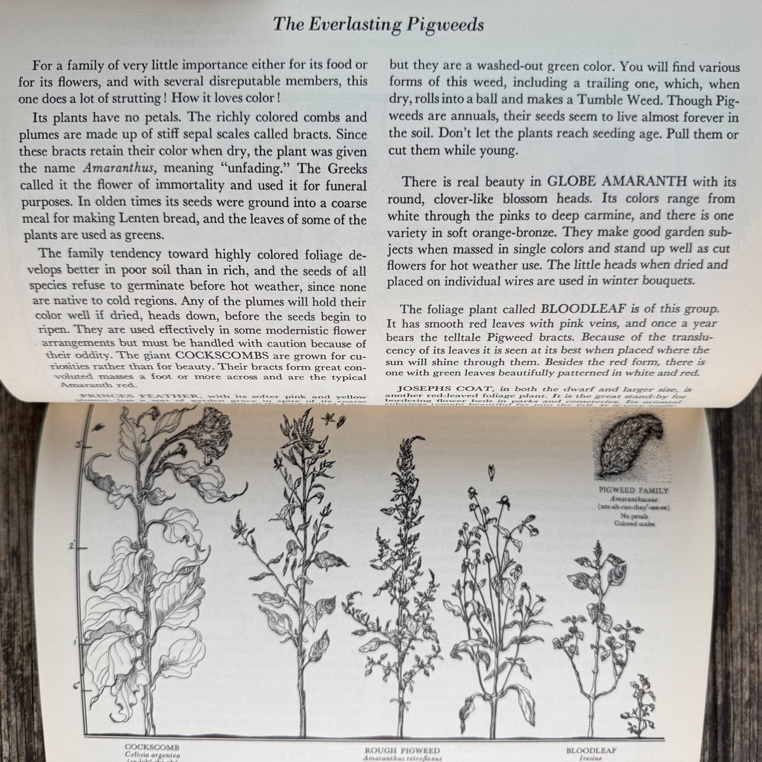 The Flower Family Album, Helen Field Fischer, 1941 - Pretty Old Books