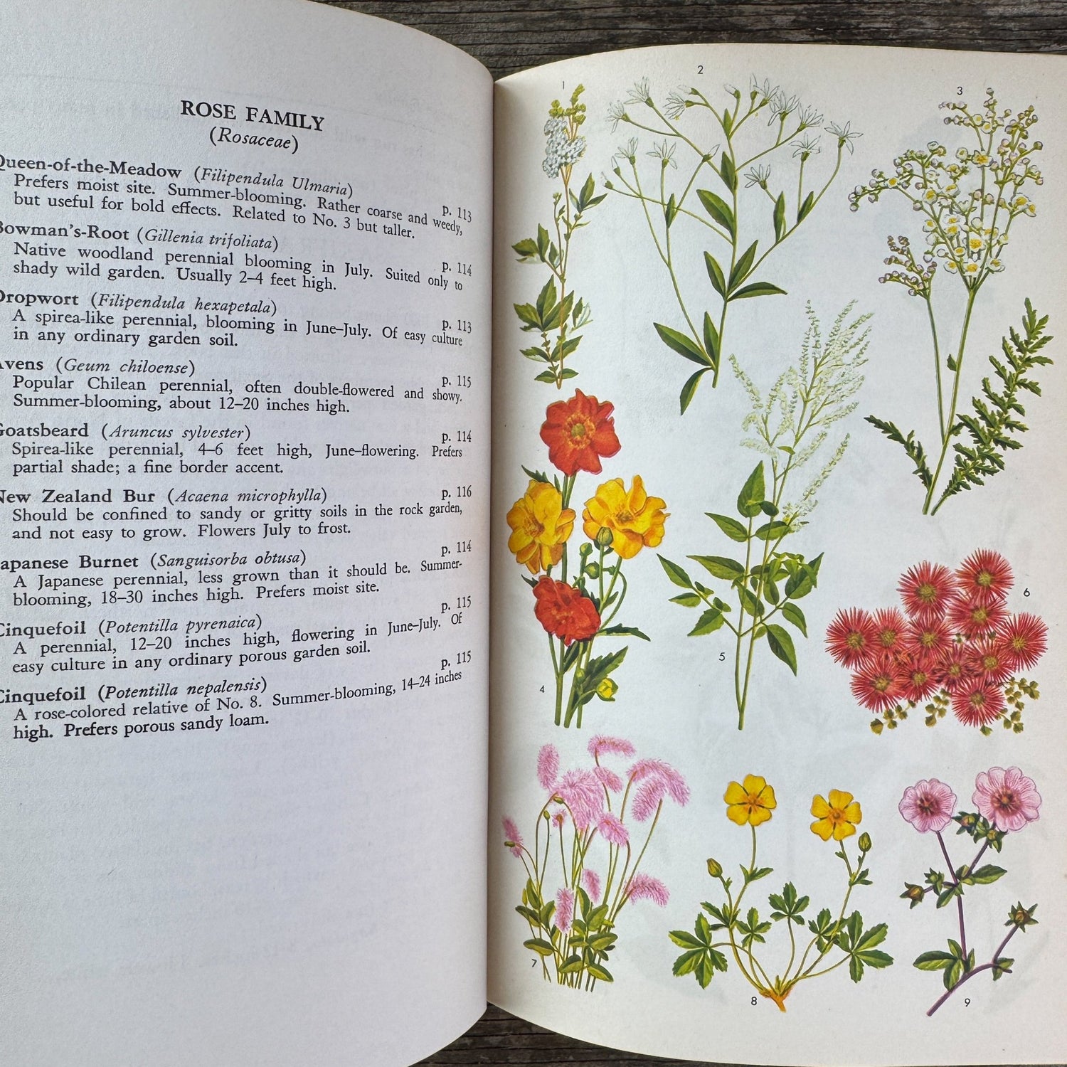 The Guide to Garden Flowers: Their Identity and Culture, Norman Taylor, 1958 - Pretty Old Books