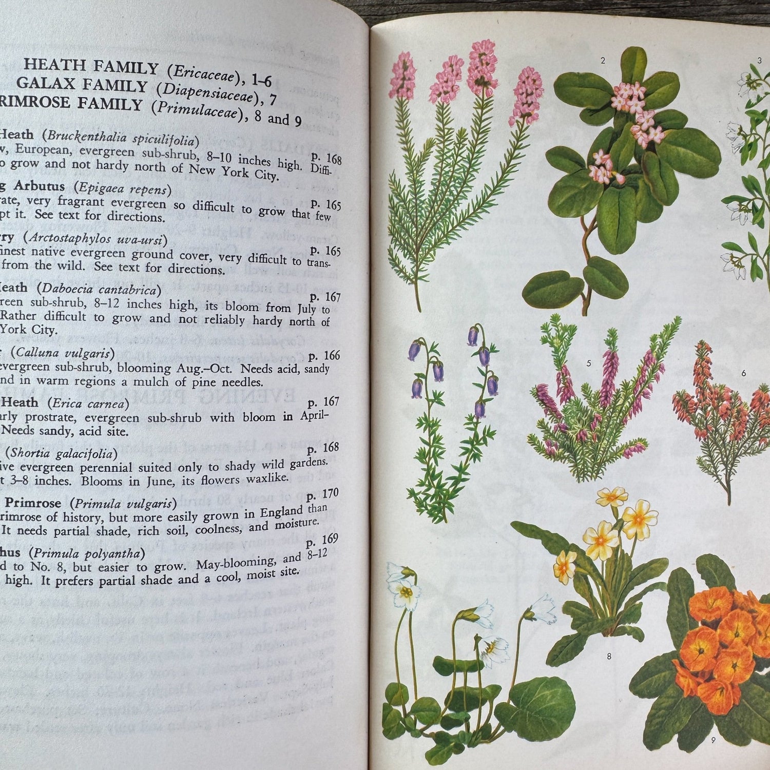 The Guide to Garden Flowers: Their Identity and Culture, Norman Taylor, 1958 - Pretty Old Books