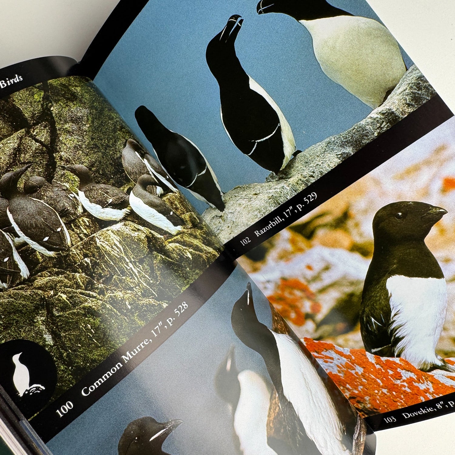 The National Audubon Society Field Guide to North American Birds, Eastern Region, 1994 - Pretty Old Books