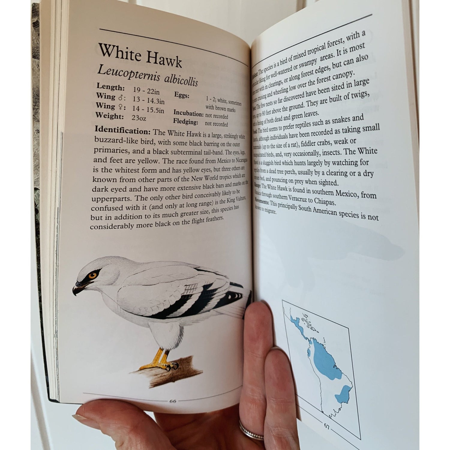 The Pocket Guide to Birds of Prey of North America, Paperback Field Guide - Pretty Old Books