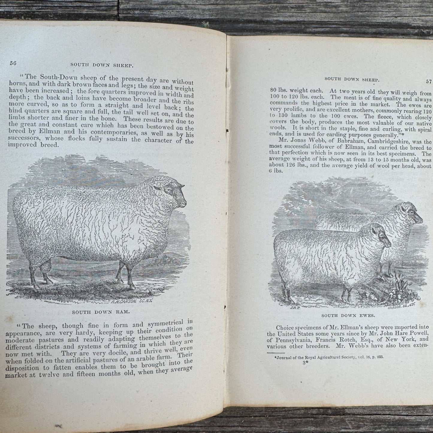 The Practical Shepherd, 1863 Sheep Manual - Pretty Old Books