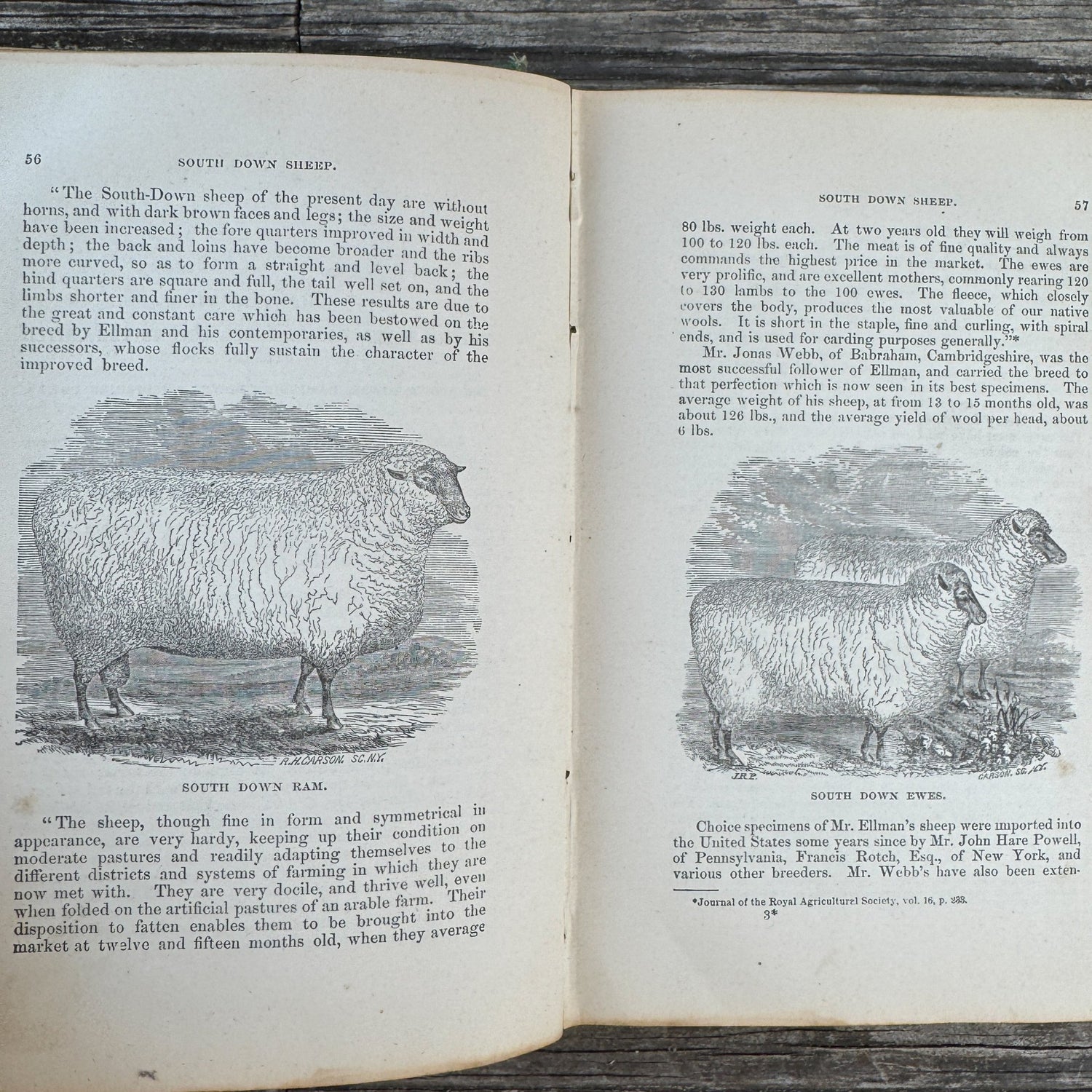 The Practical Shepherd, 1863 Sheep Manual - Pretty Old Books