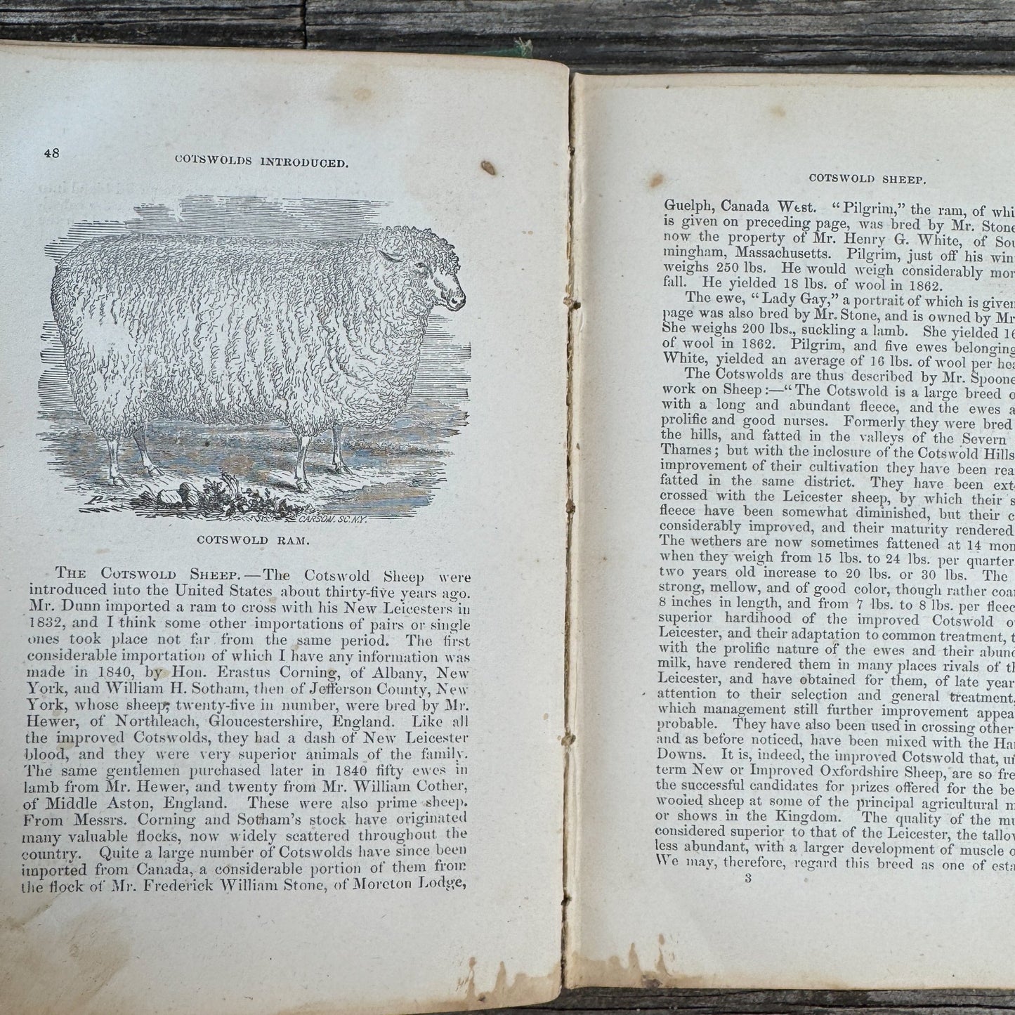 The Practical Shepherd, 1863 Sheep Manual - Pretty Old Books