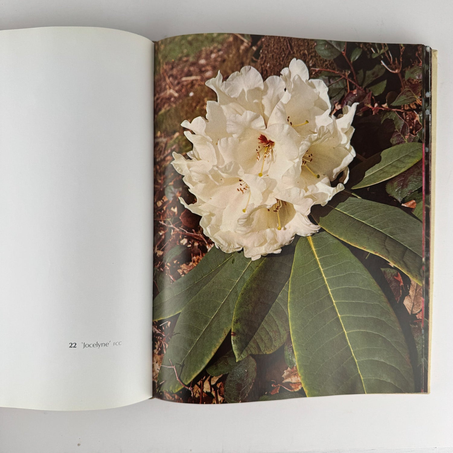 The Rothschild Rhododendrons: A Record of the Gardens at Exbury, 1967 - Pretty Old Books