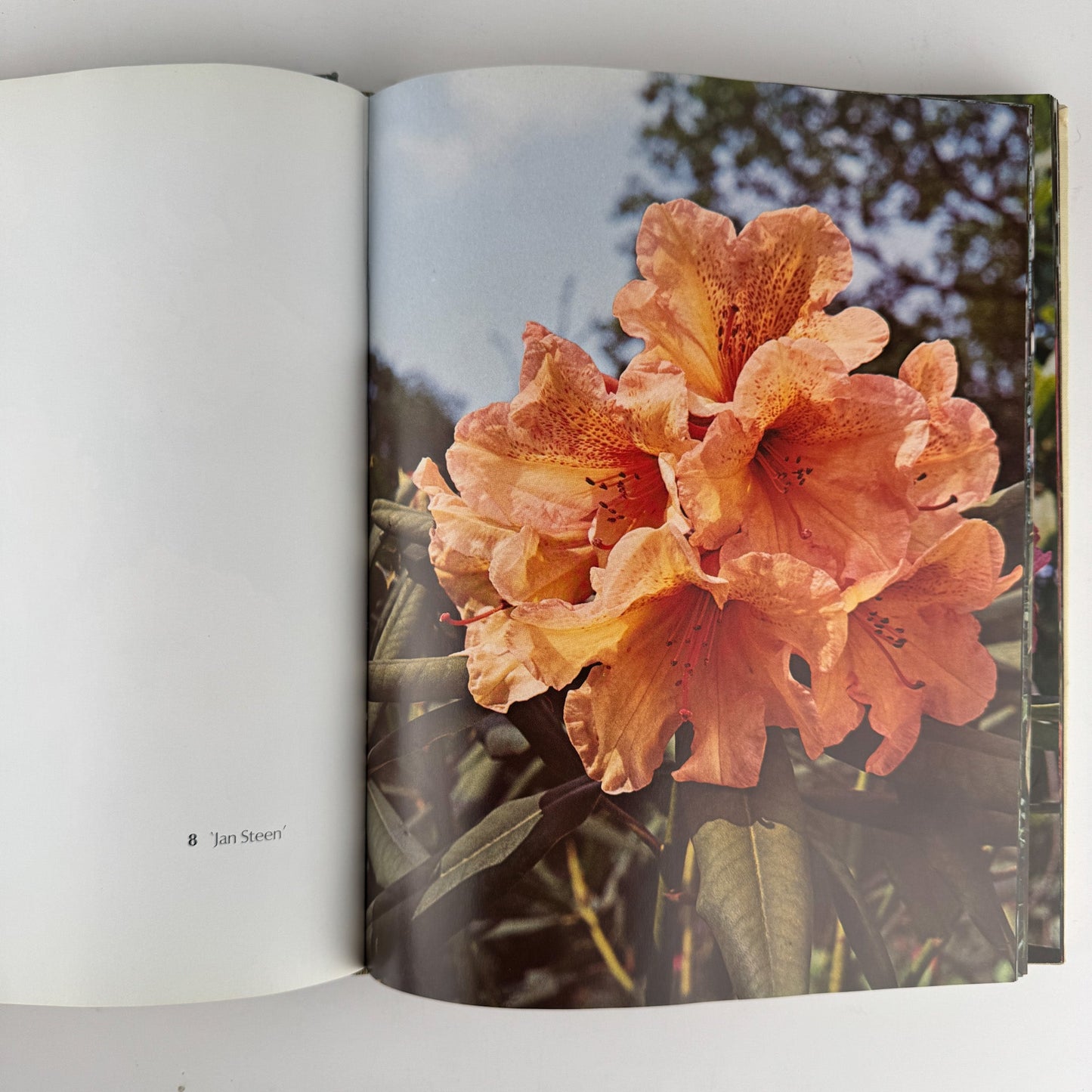 The Rothschild Rhododendrons: A Record of the Gardens at Exbury, 1967 - Pretty Old Books