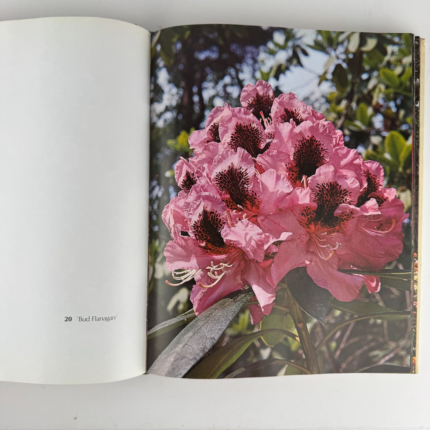 The Rothschild Rhododendrons: A Record of the Gardens at Exbury, 1967 - Pretty Old Books