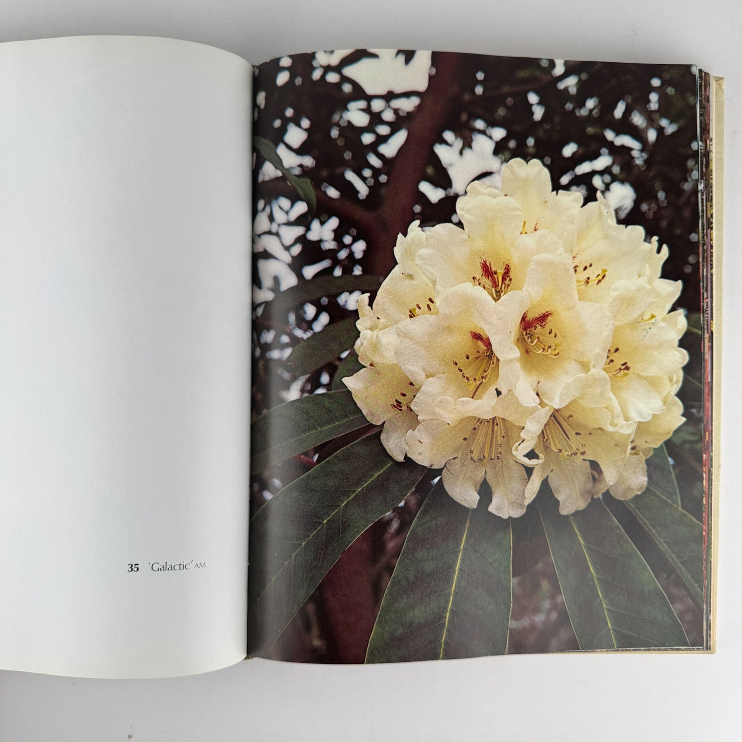 The Rothschild Rhododendrons: A Record of the Gardens at Exbury, 1967 - Pretty Old Books