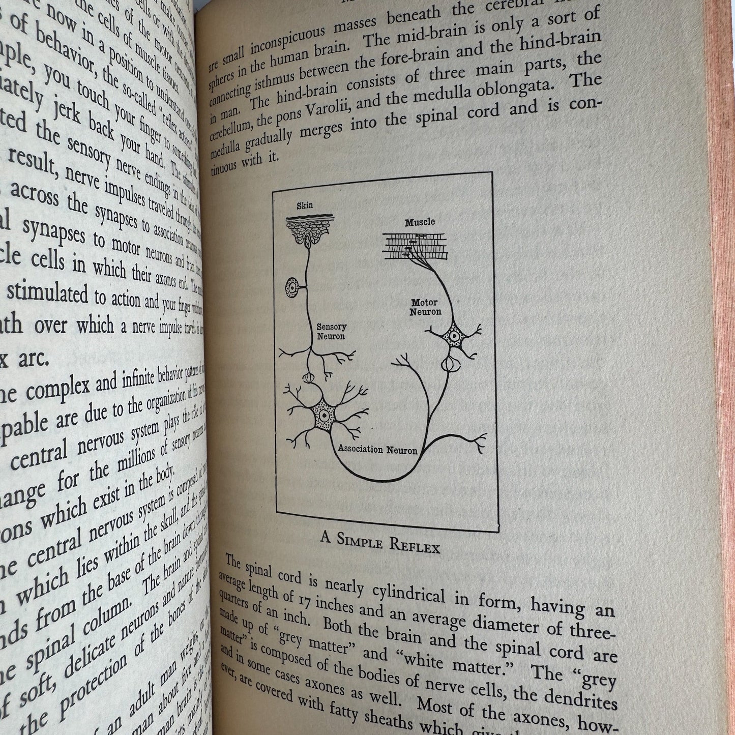 The Story Of Science, David Dietz, 1942 - Pretty Old Books