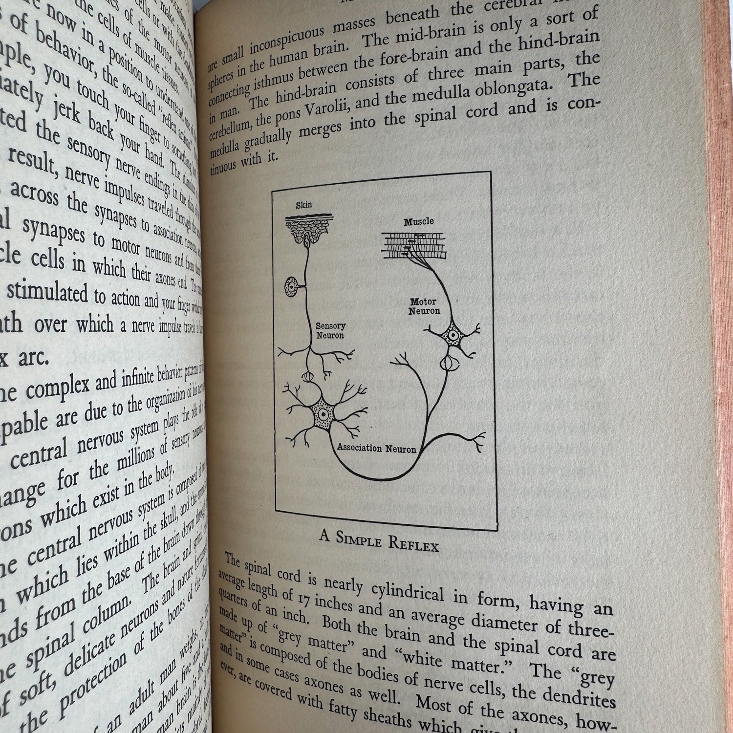 The Story Of Science, David Dietz, 1942 - Pretty Old Books