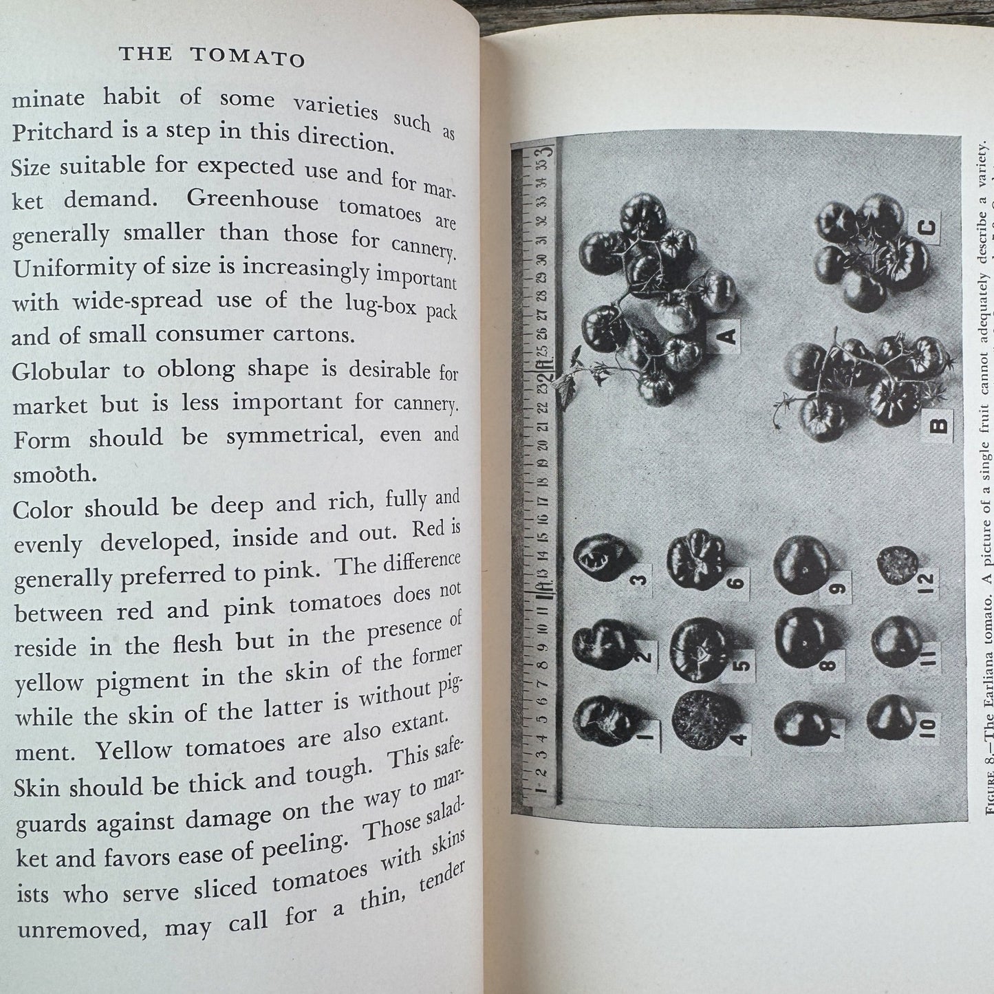 The Tomato, Paul Work, 1949 - Pretty Old Books
