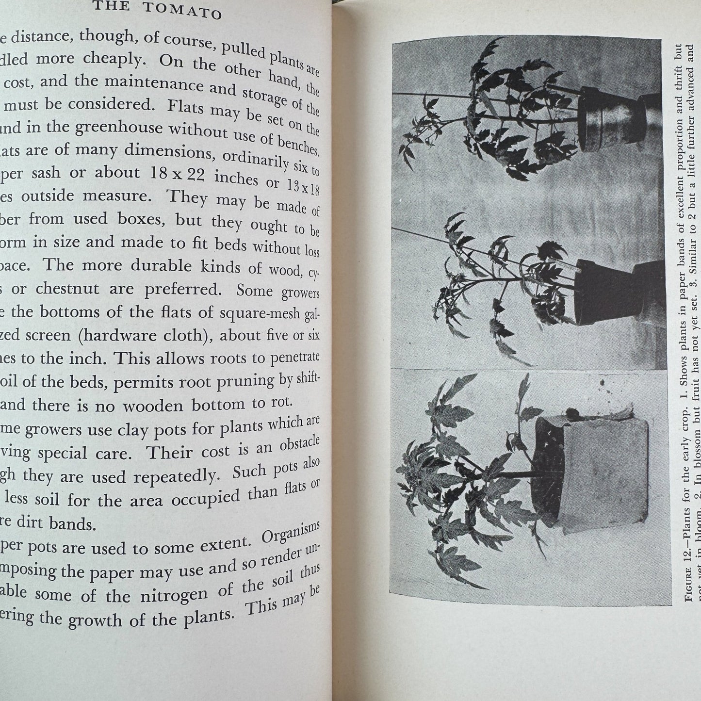 The Tomato, Paul Work, 1949 - Pretty Old Books