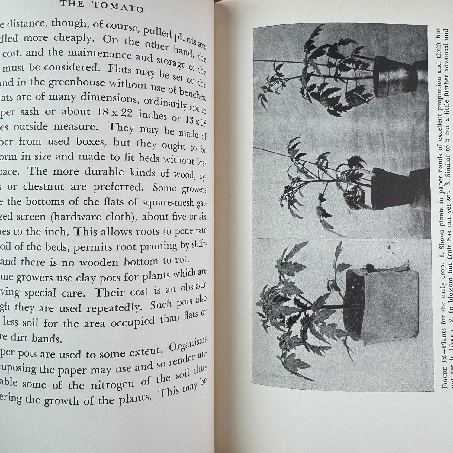 The Tomato, Paul Work, 1949 - Pretty Old Books