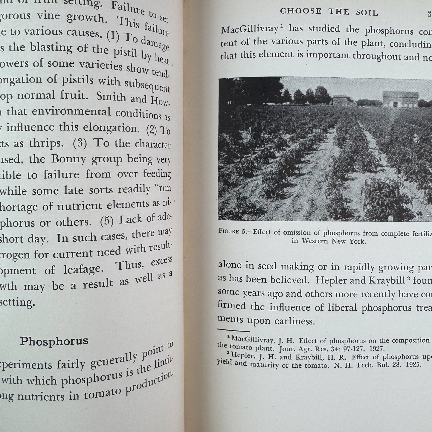 The Tomato, Paul Work, 1949 - Pretty Old Books