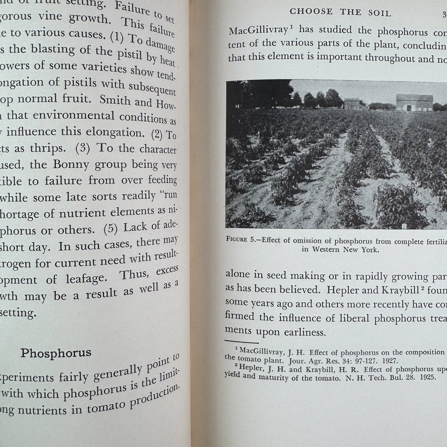 The Tomato, Paul Work, 1949 - Pretty Old Books