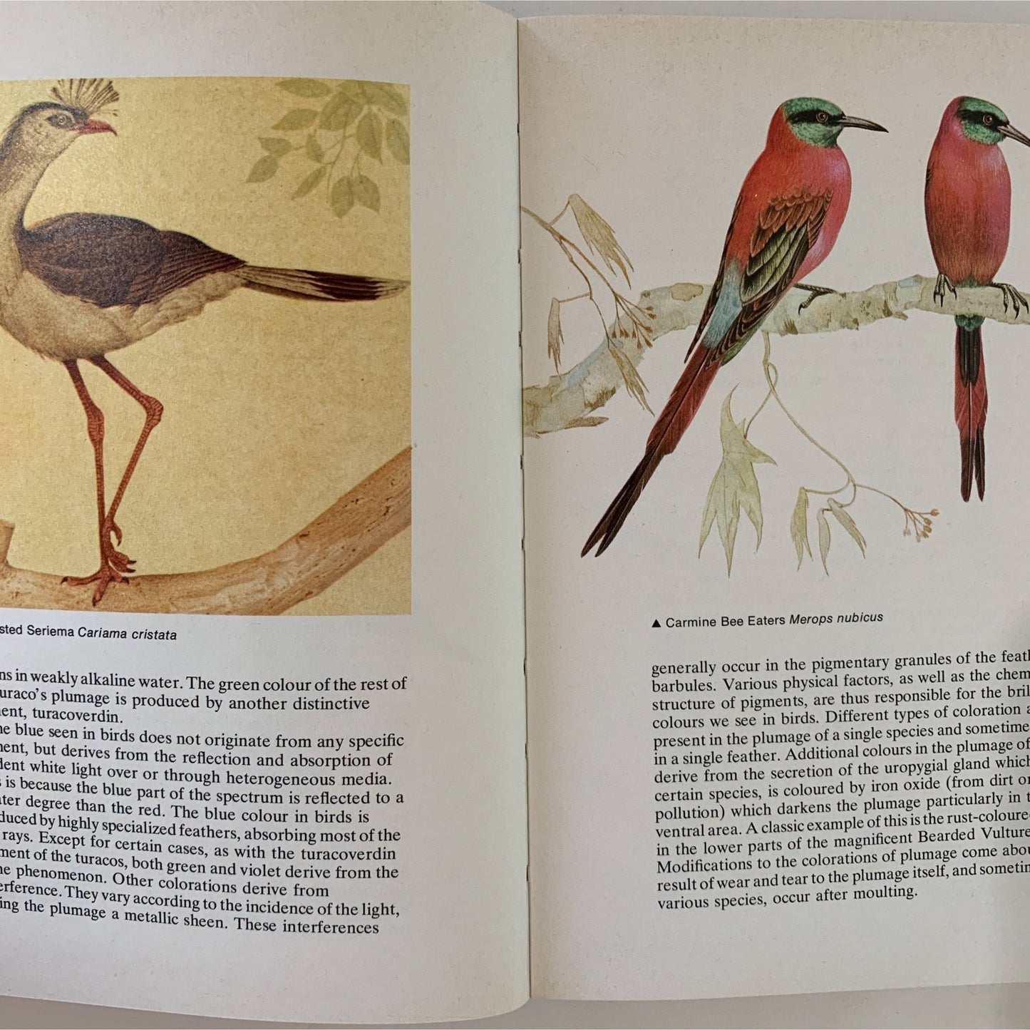 The World of Birds, 1975, Paperback Illustrated Guide - Pretty Old Books