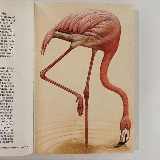 The World of Birds, 1975, Paperback Illustrated Guide - Pretty Old Books