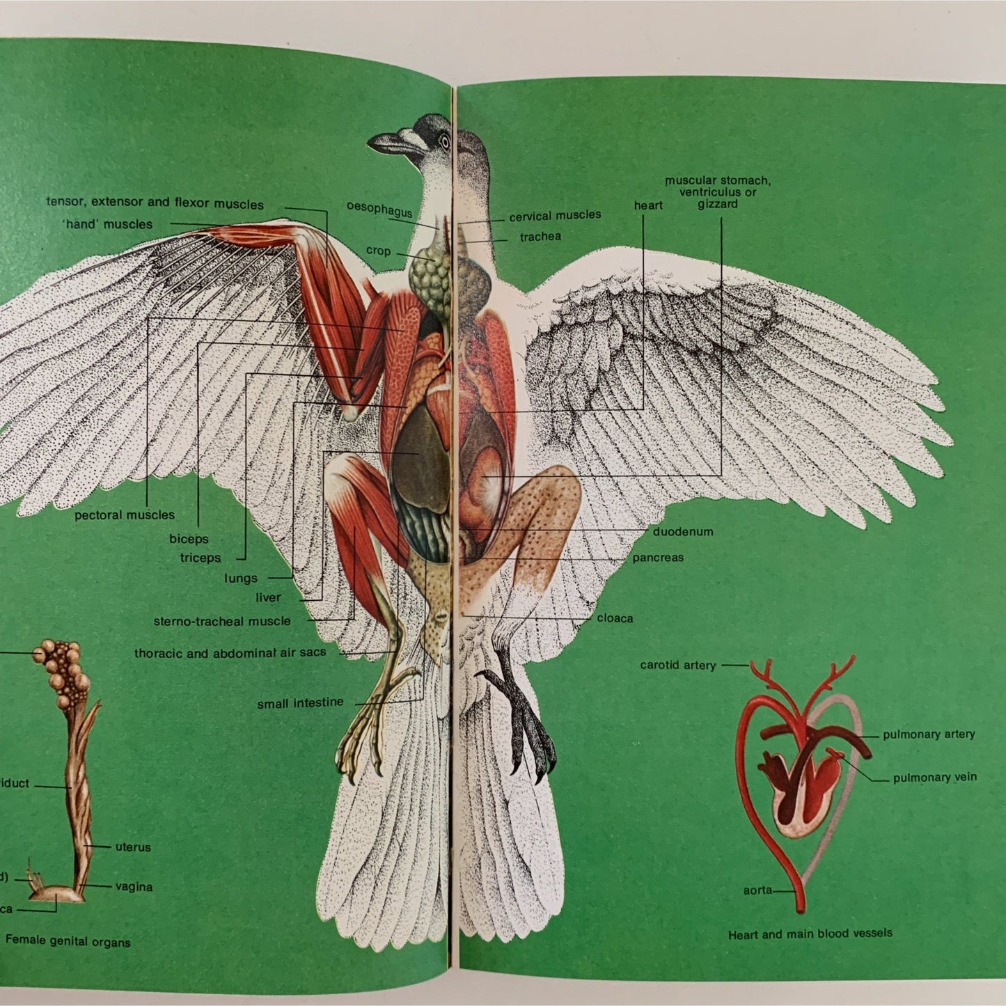 The World of Birds, 1975, Paperback Illustrated Guide - Pretty Old Books