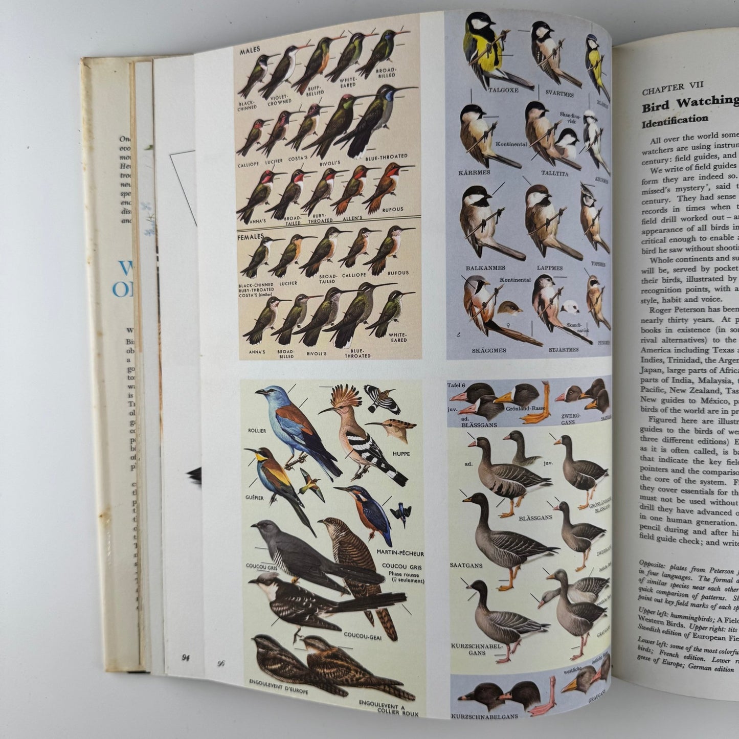The World of Birds, James Fisher and Roger Tory Peterson, 1964 Illustrated Oversized Hardcover - Pretty Old Books