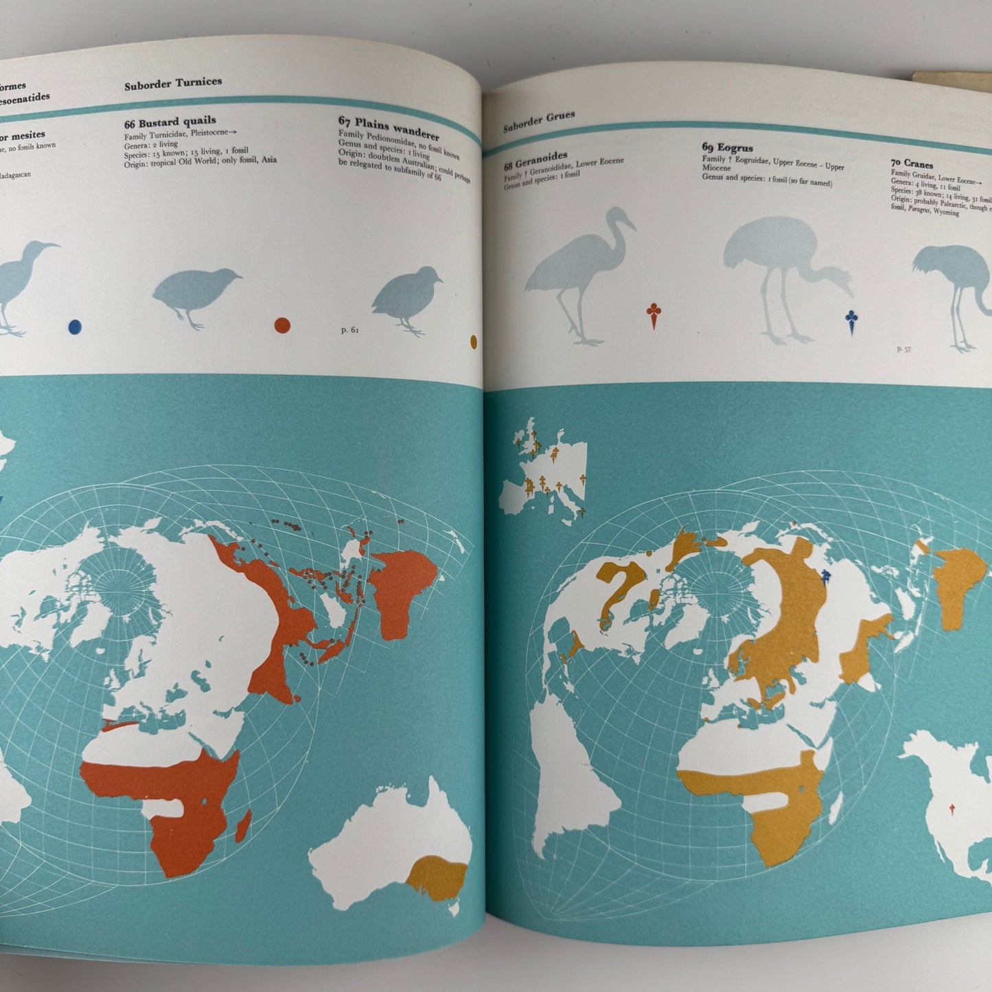 The World of Birds, James Fisher and Roger Tory Peterson, 1964 Illustrated Oversized Hardcover - Pretty Old Books