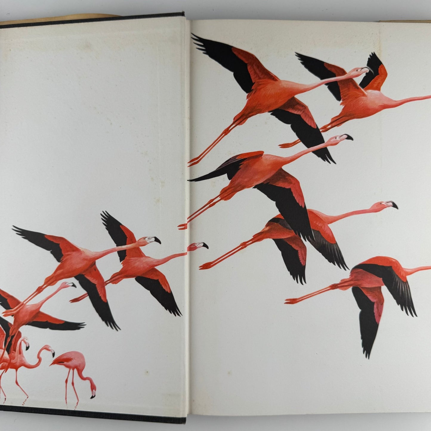 The World of Birds, James Fisher and Roger Tory Peterson, 1964 Illustrated Oversized Hardcover - Pretty Old Books