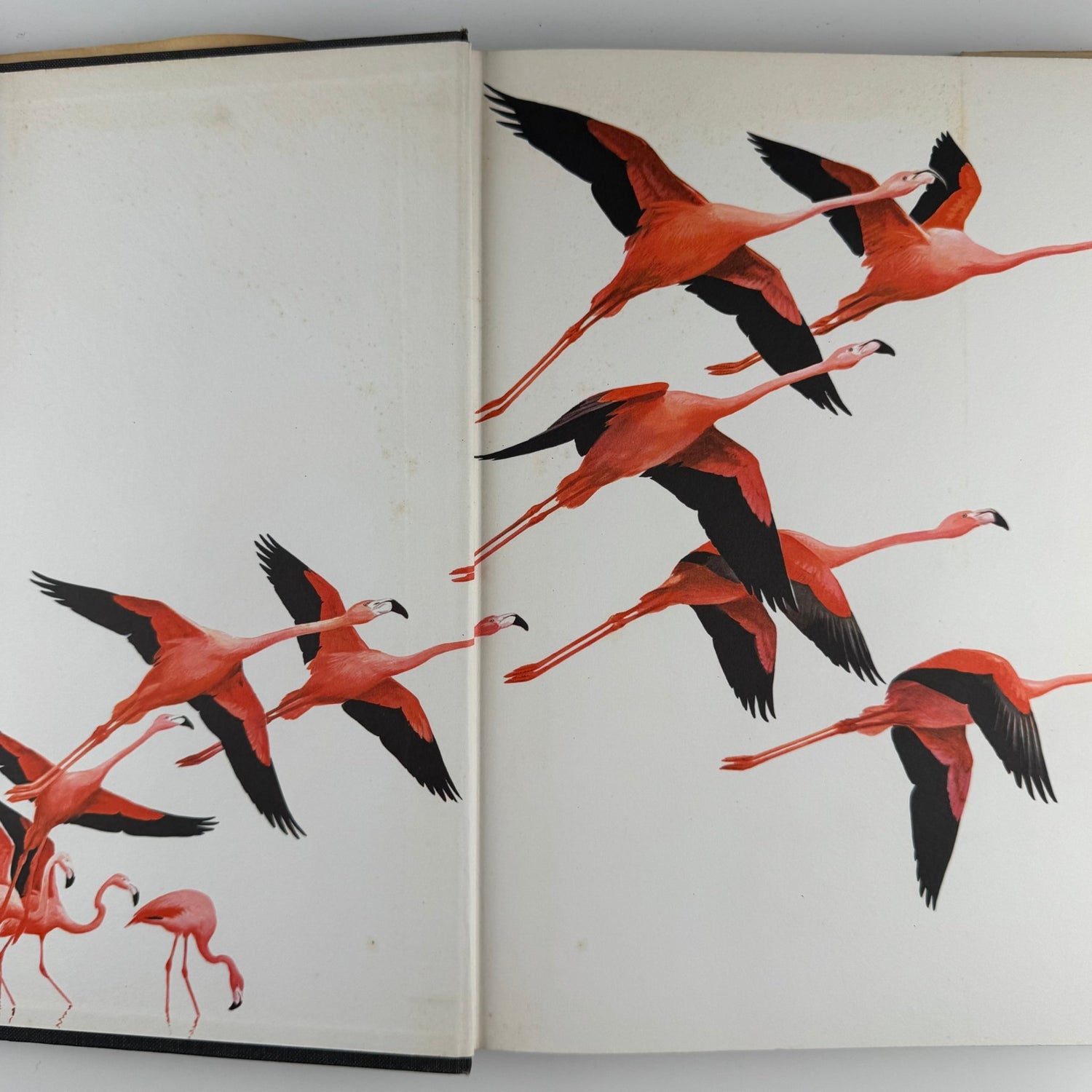 The World of Birds, James Fisher and Roger Tory Peterson, 1964 Illustrated Oversized Hardcover - Pretty Old Books