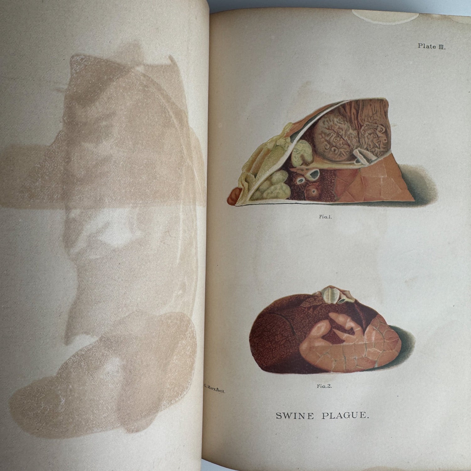 U.S. Department of Agriculture Bureau of Animal Industry Reports, 1887–1888, 1889 Hardcover - Pretty Old Books