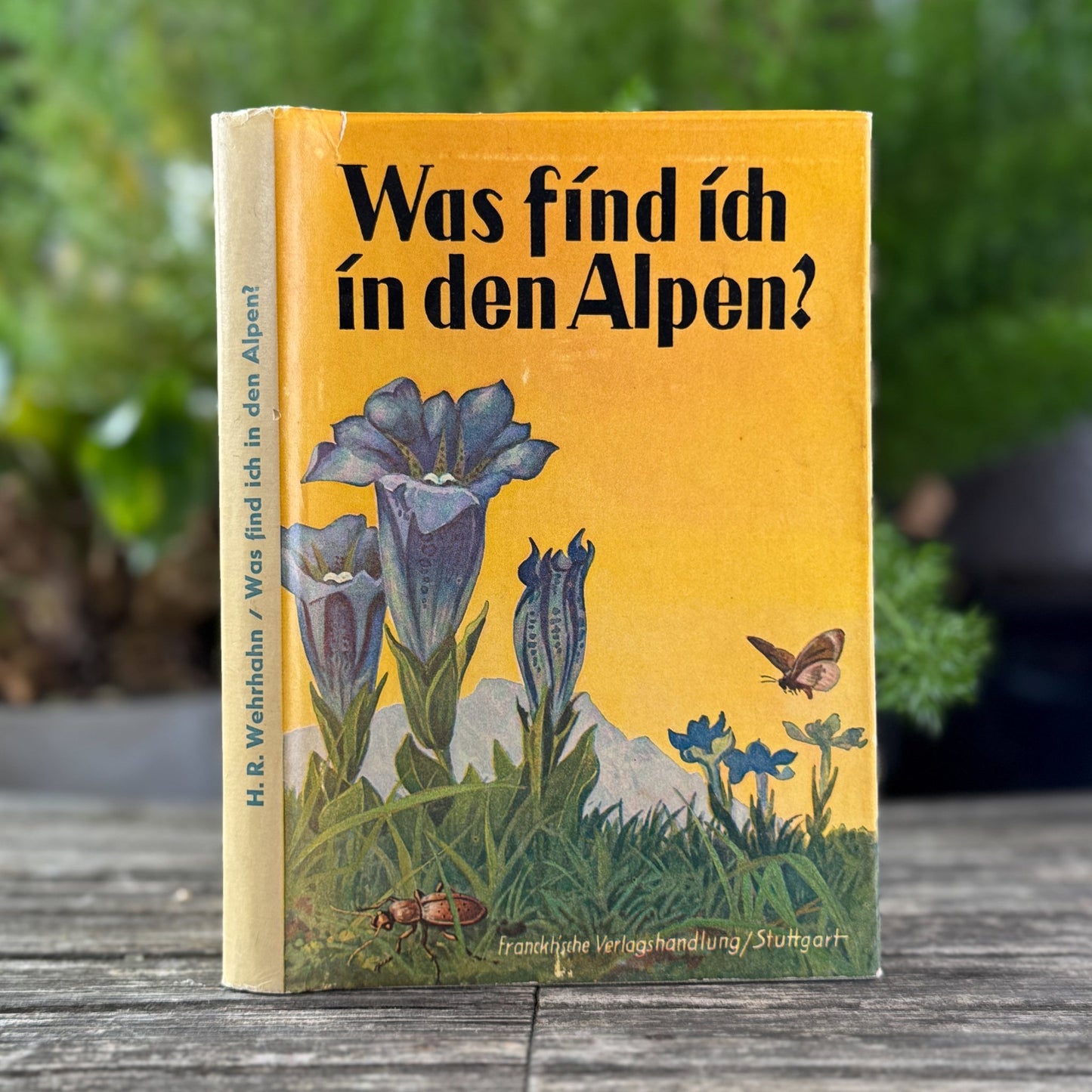 Was find ich in den Alpen? Identification Guide to Alpine Plants & Animals (1937) - Pretty Old Books