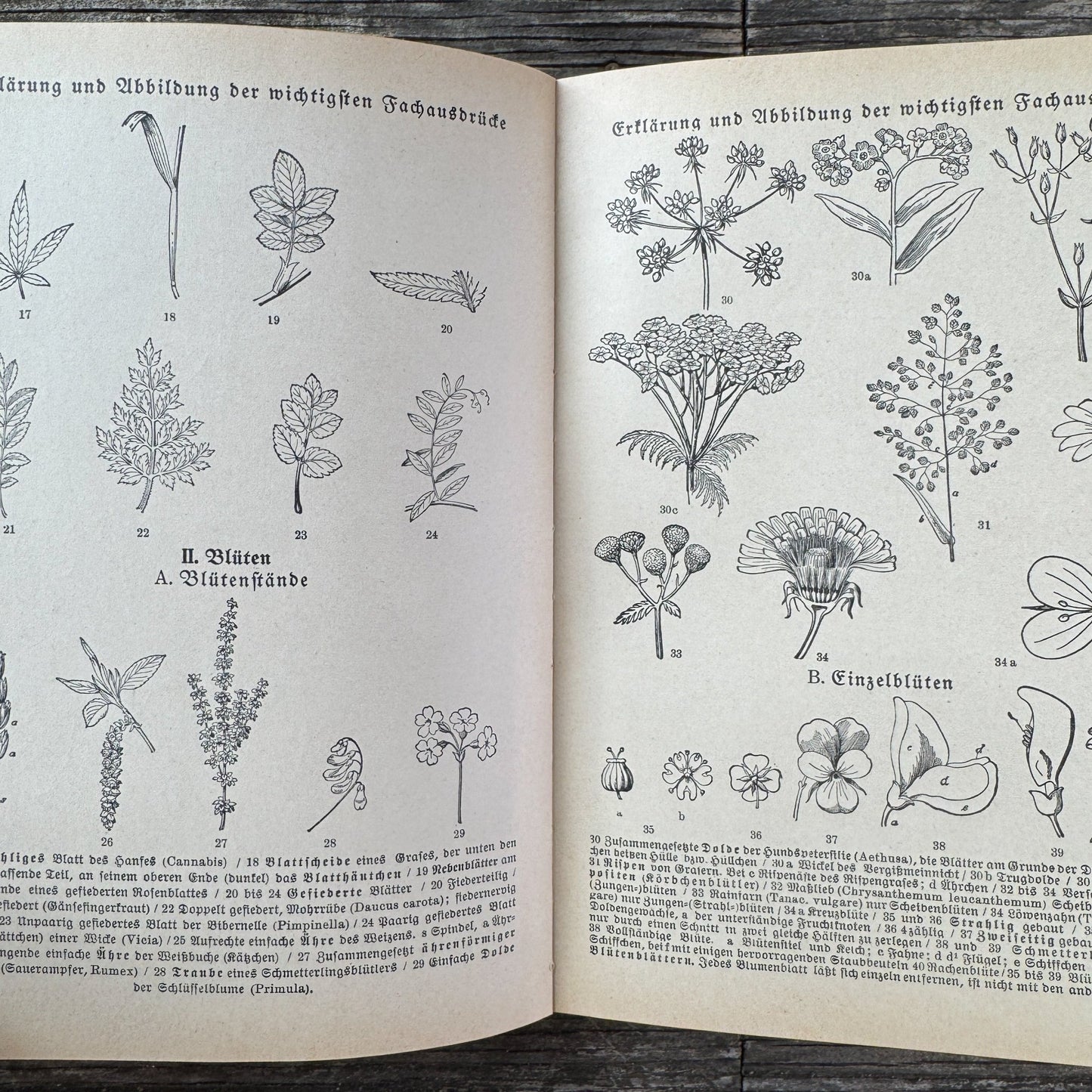 Was find ich in den Alpen? Identification Guide to Alpine Plants & Animals (1937) - Pretty Old Books