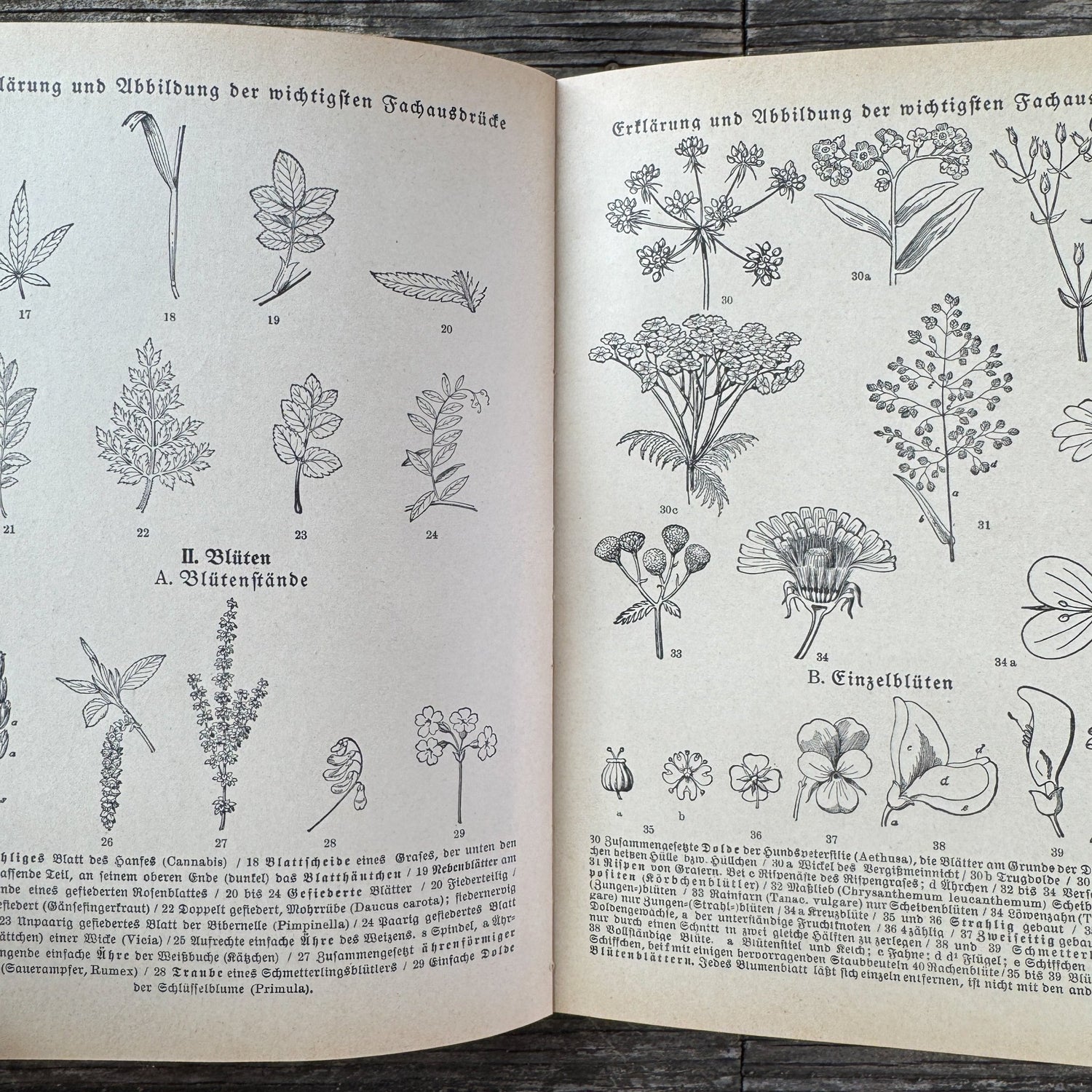 Was find ich in den Alpen? Identification Guide to Alpine Plants & Animals (1937) - Pretty Old Books
