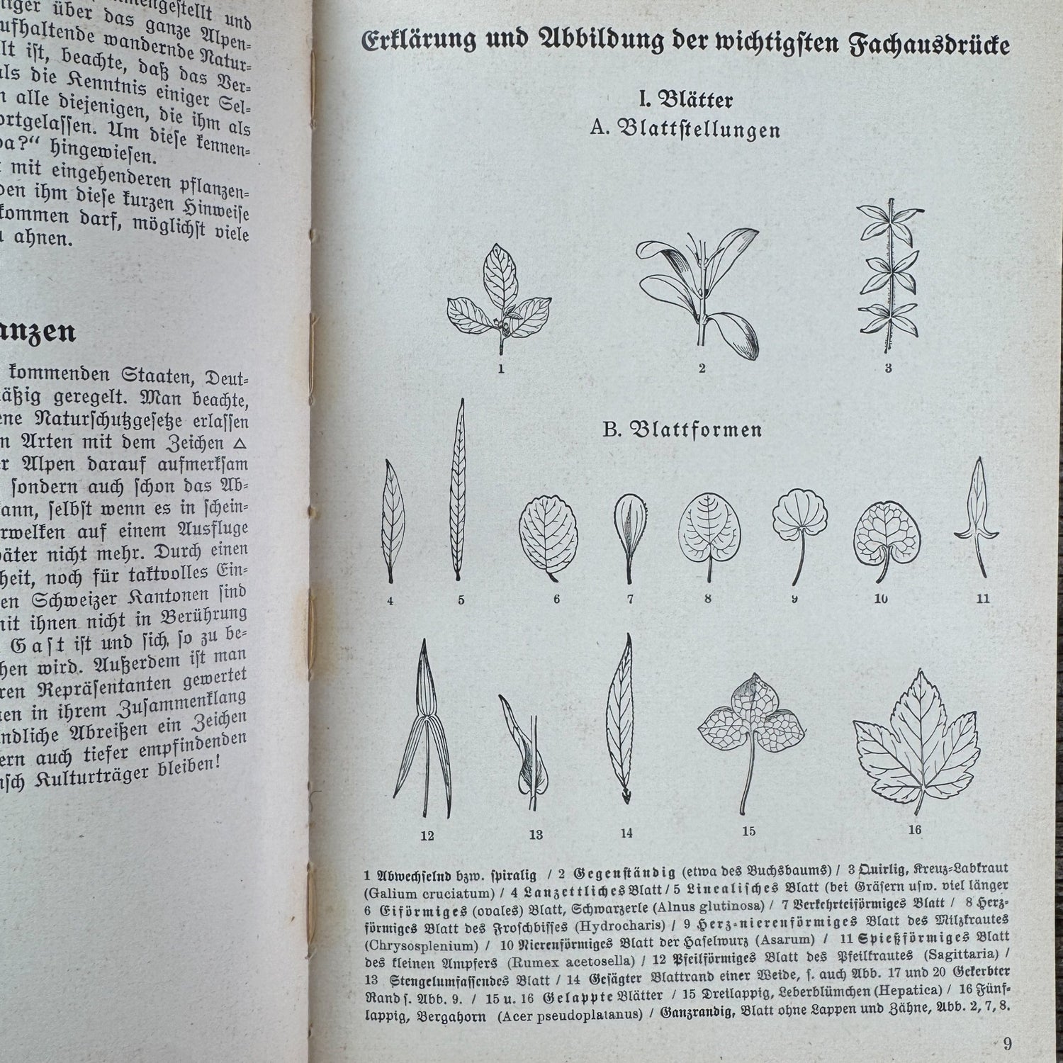 Was find ich in den Alpen? Identification Guide to Alpine Plants & Animals (1937) - Pretty Old Books