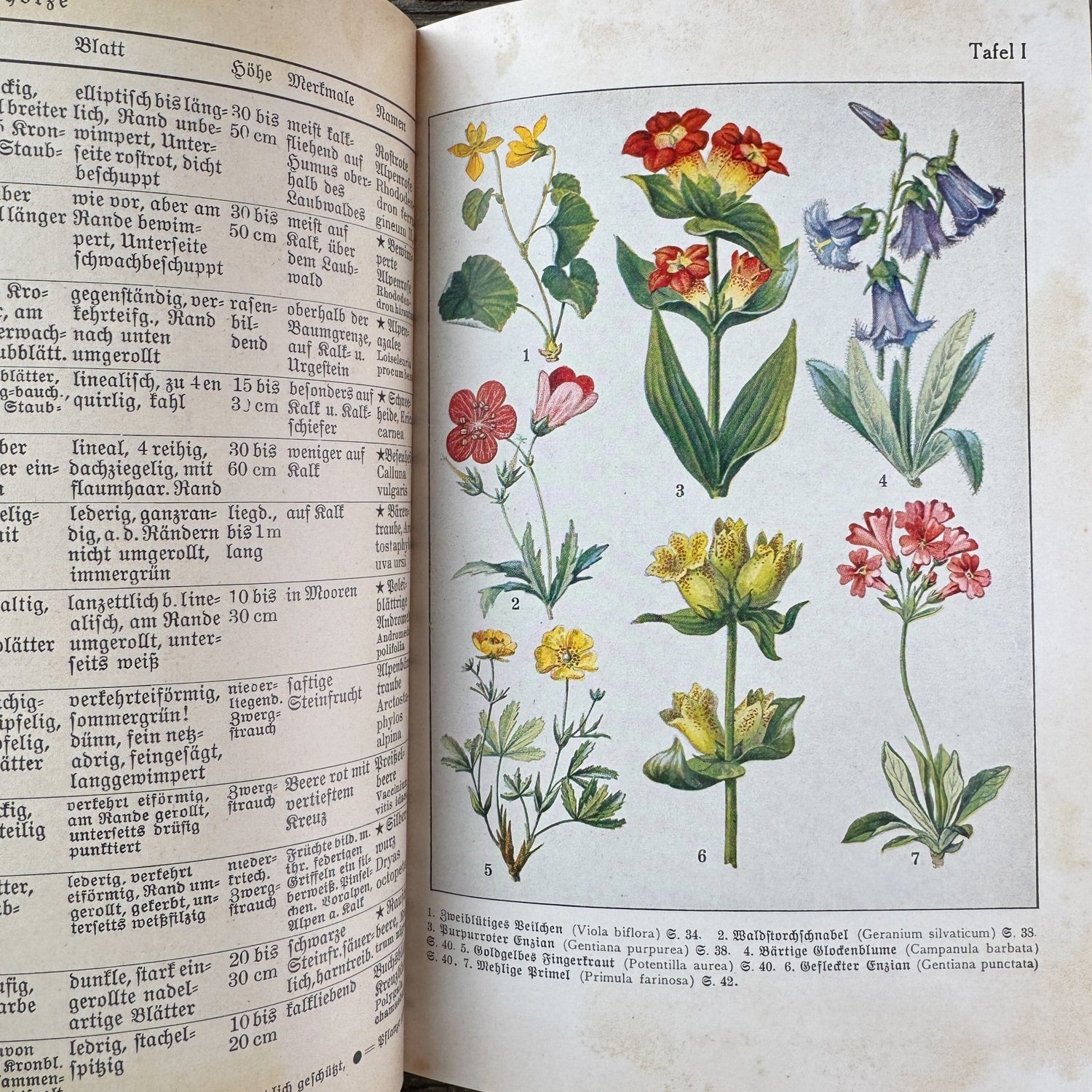 Was find ich in den Alpen? Identification Guide to Alpine Plants & Animals (1937) - Pretty Old Books