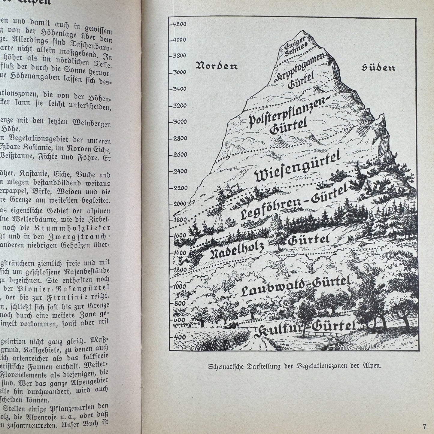Was find ich in den Alpen? Identification Guide to Alpine Plants & Animals (1937) - Pretty Old Books