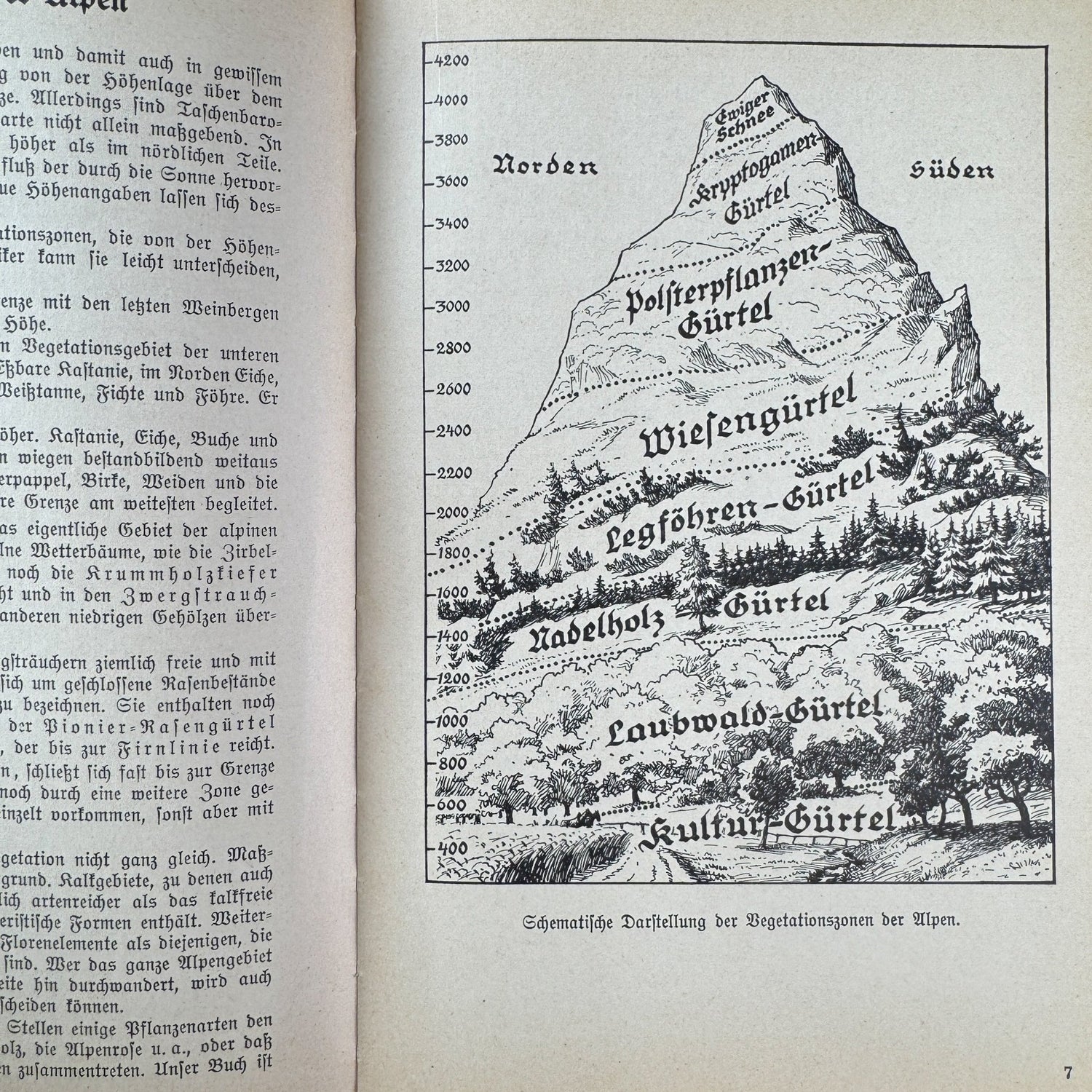 Was find ich in den Alpen? Identification Guide to Alpine Plants & Animals (1937) - Pretty Old Books