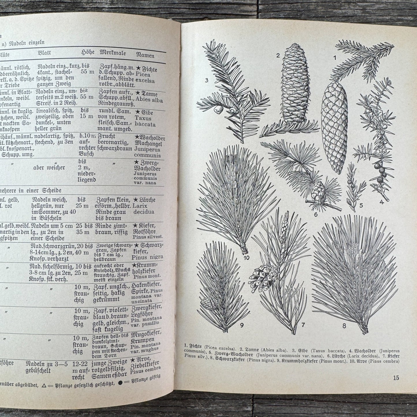 Was find ich in den Alpen? Identification Guide to Alpine Plants & Animals (1937) - Pretty Old Books