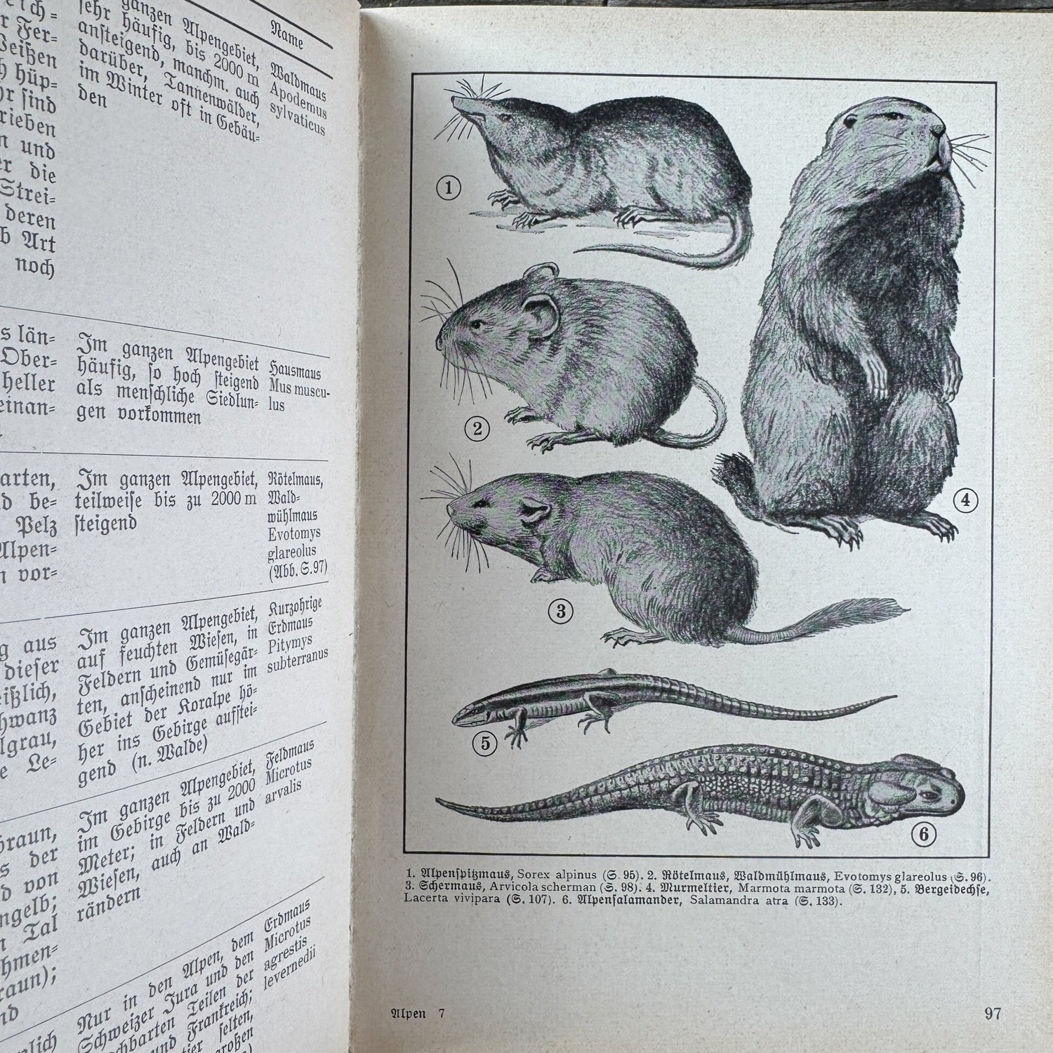 Was find ich in den Alpen? Identification Guide to Alpine Plants & Animals (1937) - Pretty Old Books