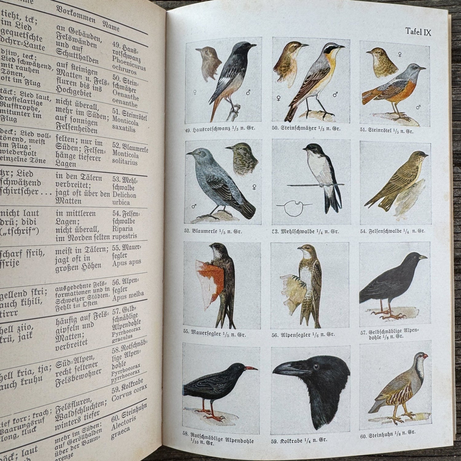 Was find ich in den Alpen? Identification Guide to Alpine Plants & Animals (1937) - Pretty Old Books