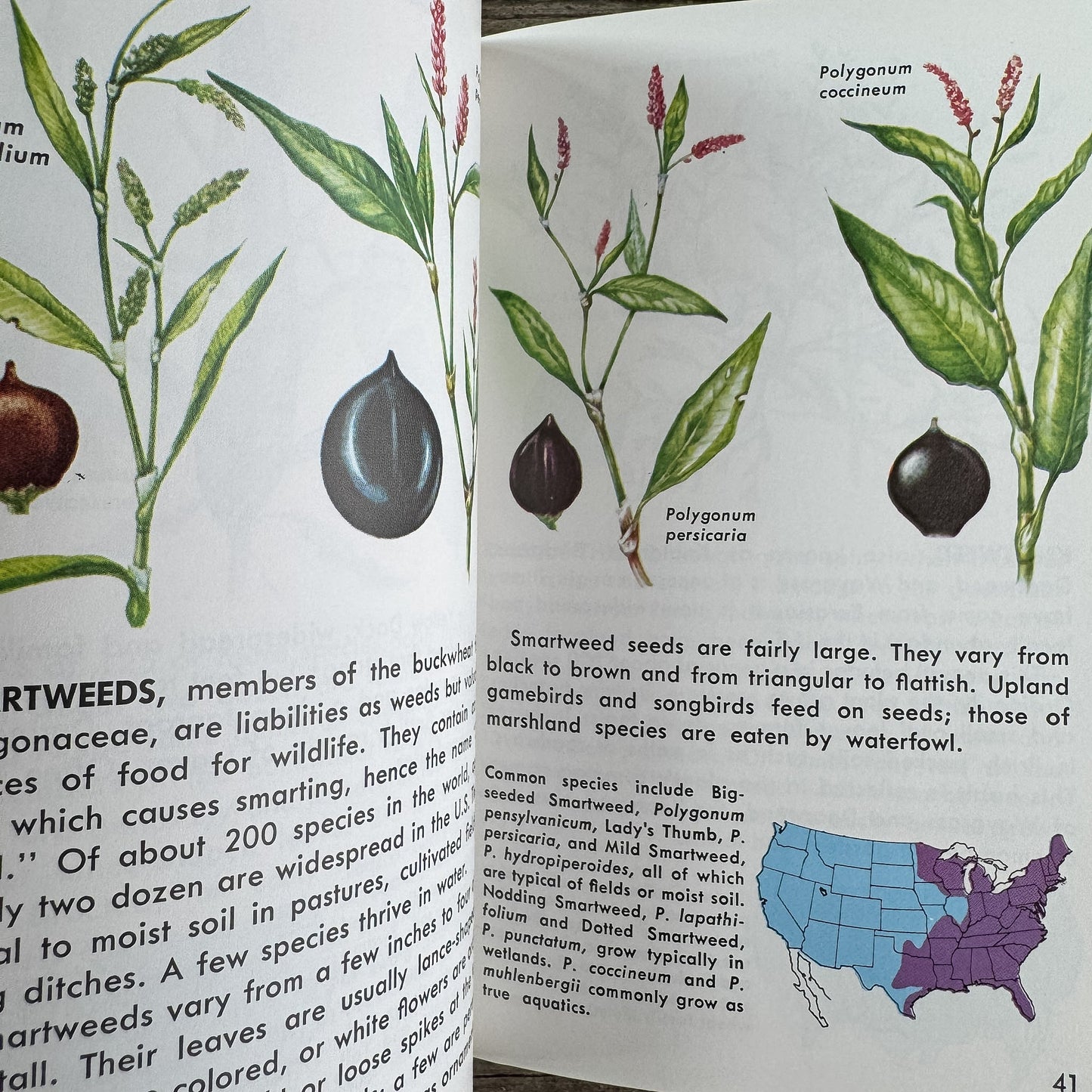 Weeds, A Golden Guide, 1987 - Pretty Old Books
