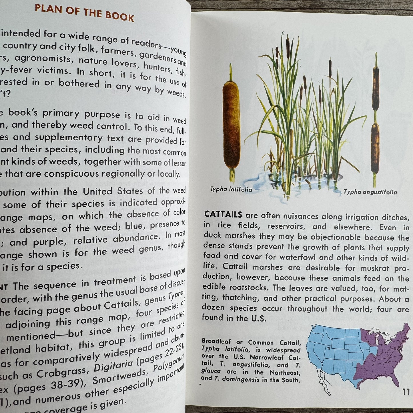 Weeds, A Golden Guide, 1987 - Pretty Old Books