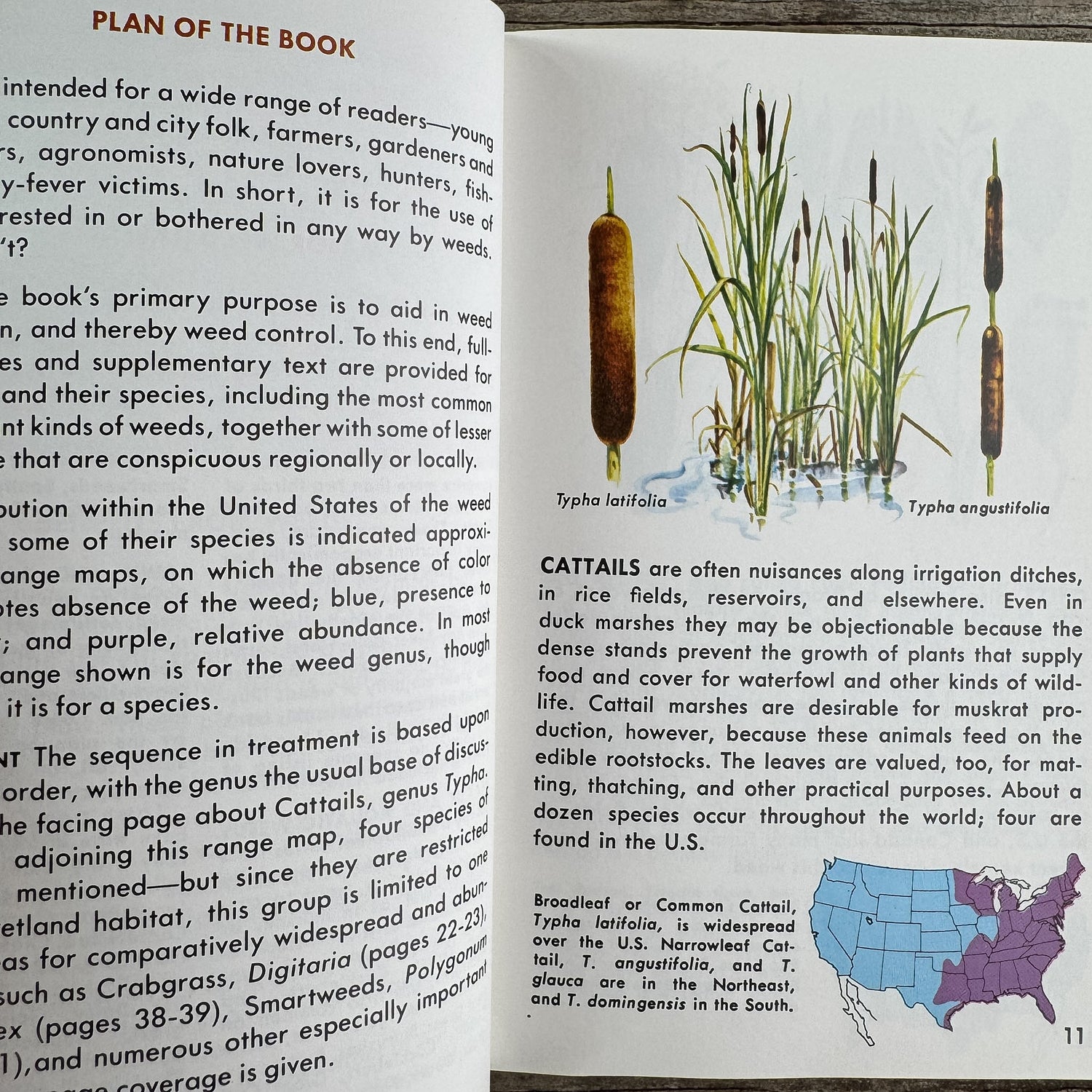 Weeds, A Golden Guide, 1987 - Pretty Old Books