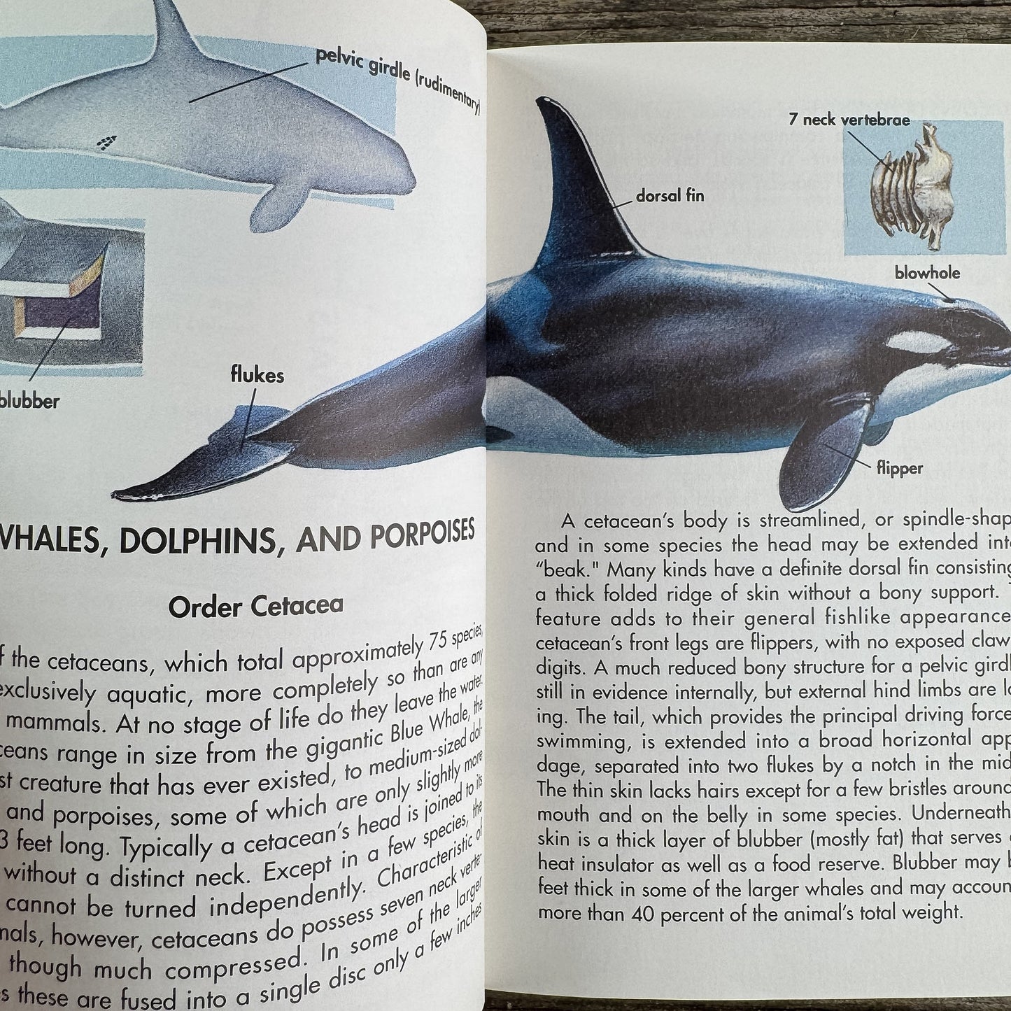 Whales and Other Marine Mammals, A Golden Guide, 1990 - Pretty Old Books