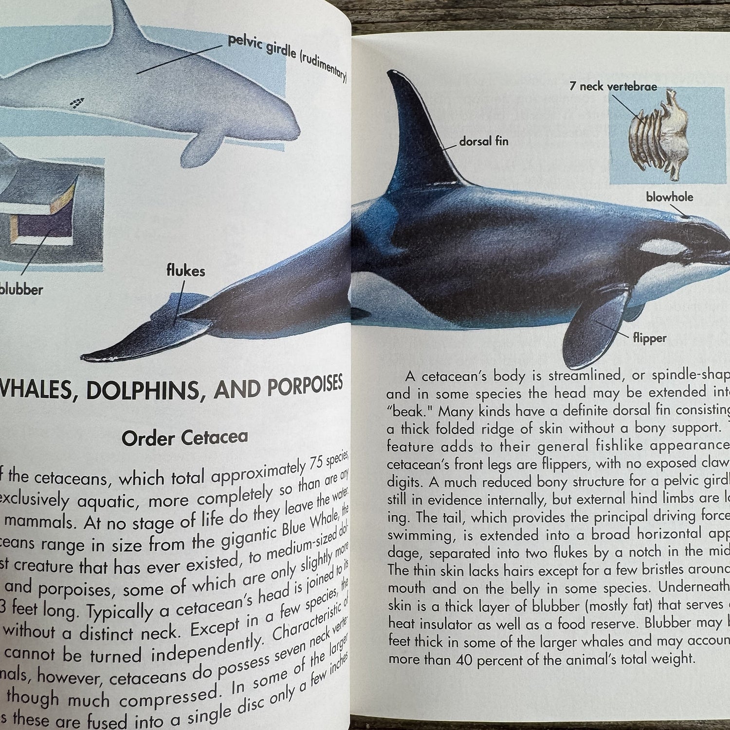 Whales and Other Marine Mammals, A Golden Guide, 1990 - Pretty Old Books