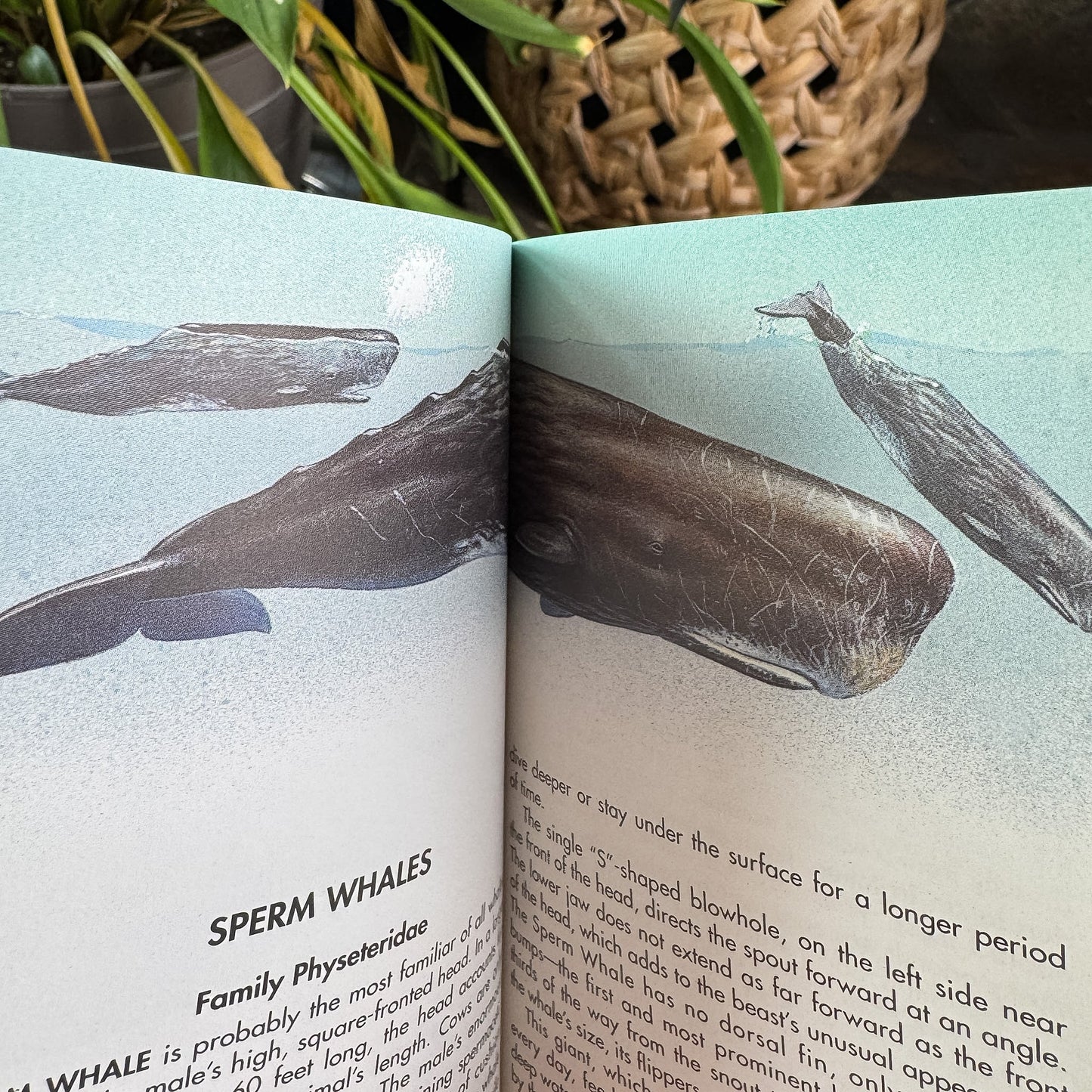 Whales and Other Marine Mammals, A Golden Guide, 1990 - Pretty Old Books