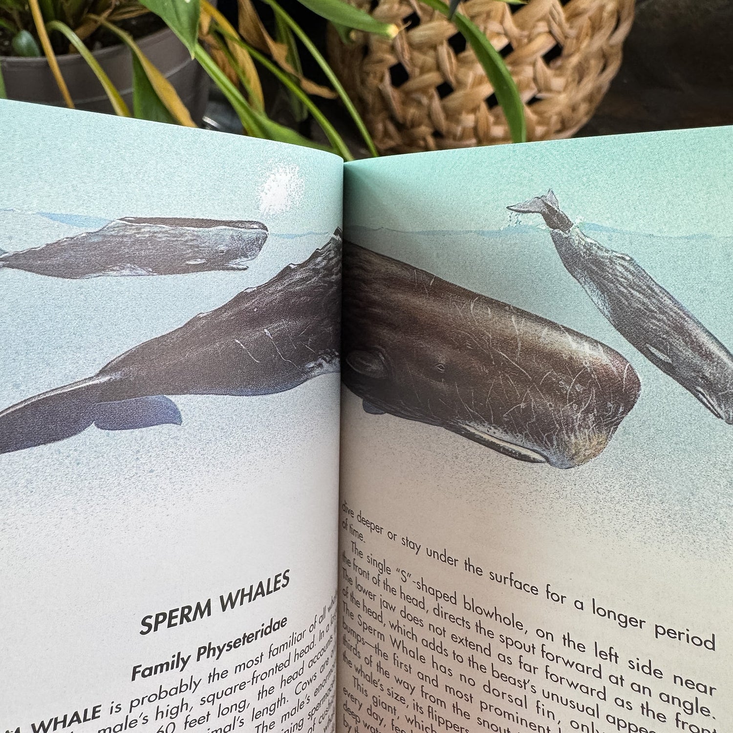 Whales and Other Marine Mammals, A Golden Guide, 1990 - Pretty Old Books