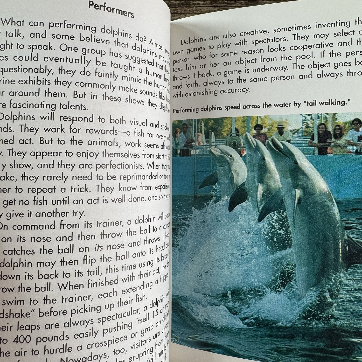 Whales and Other Marine Mammals, A Golden Guide, 1990 - Pretty Old Books