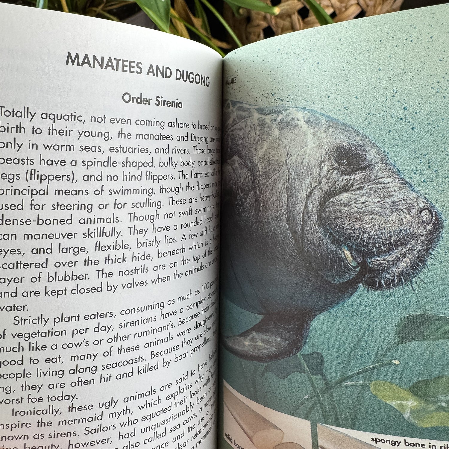 Whales and Other Marine Mammals, A Golden Guide, 1990 - Pretty Old Books