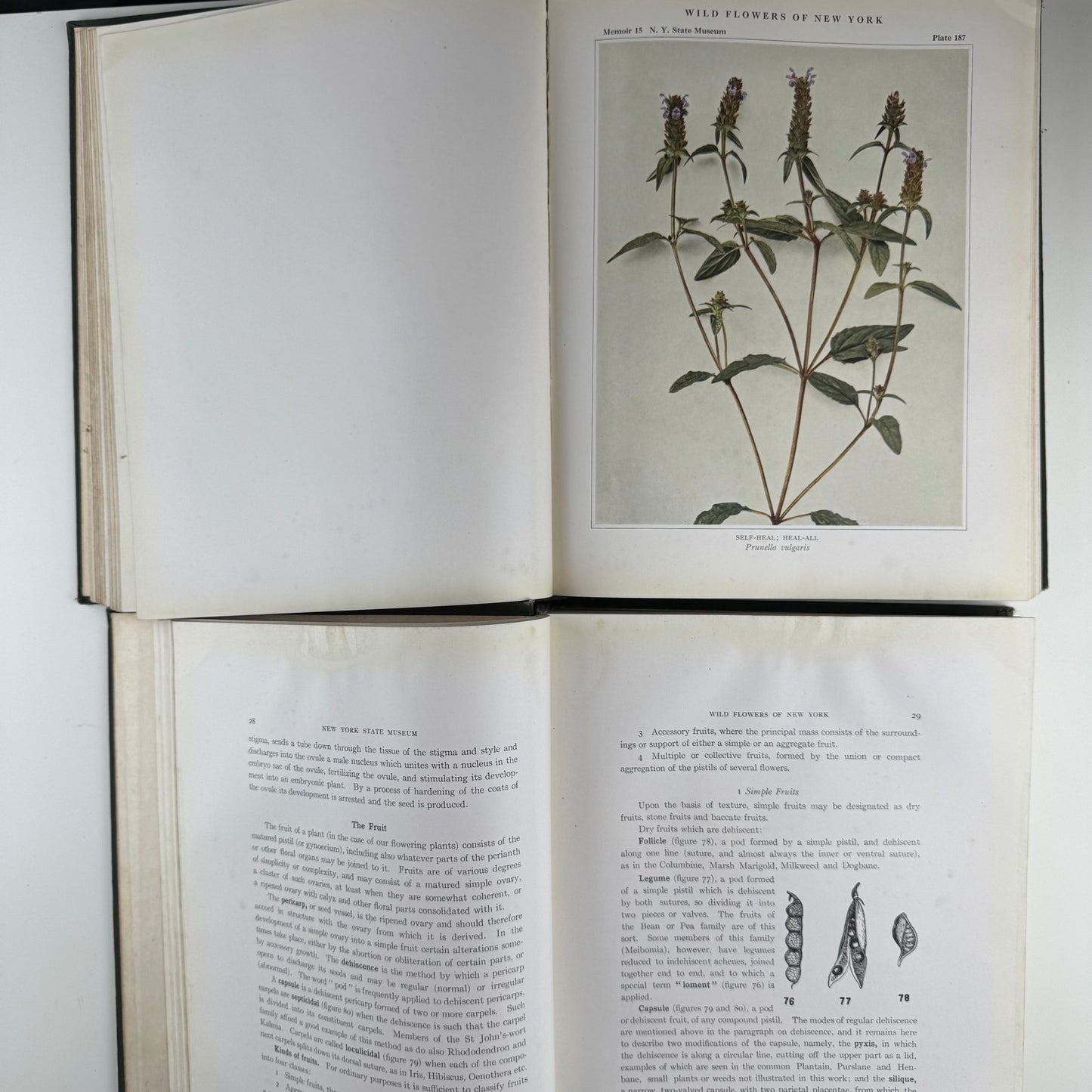 Wild Flowers of New York, 1919, Two Volume Set, NY State Museum Memoir 15 - Pretty Old Books
